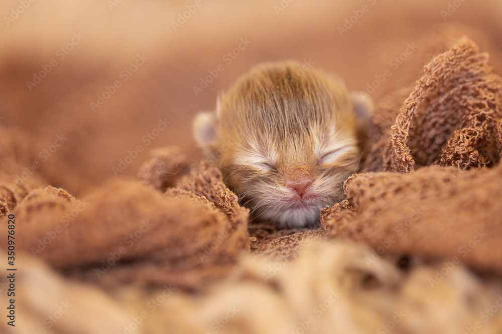 Neugeborenes Katzenaby - BKH Kitten