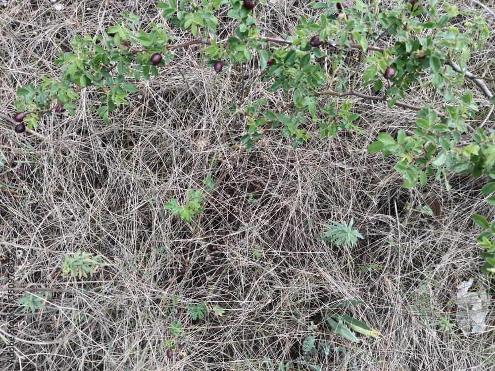 Dry brown grass last year. Branches with green leaves. Dry brown grass last year. Branches with green leaves.
