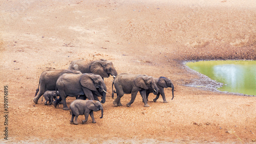 Small group of African bush elephants walking on riverbank in Kruger National park, South Africa ; Specie Loxodonta africana family of Elephantidae
