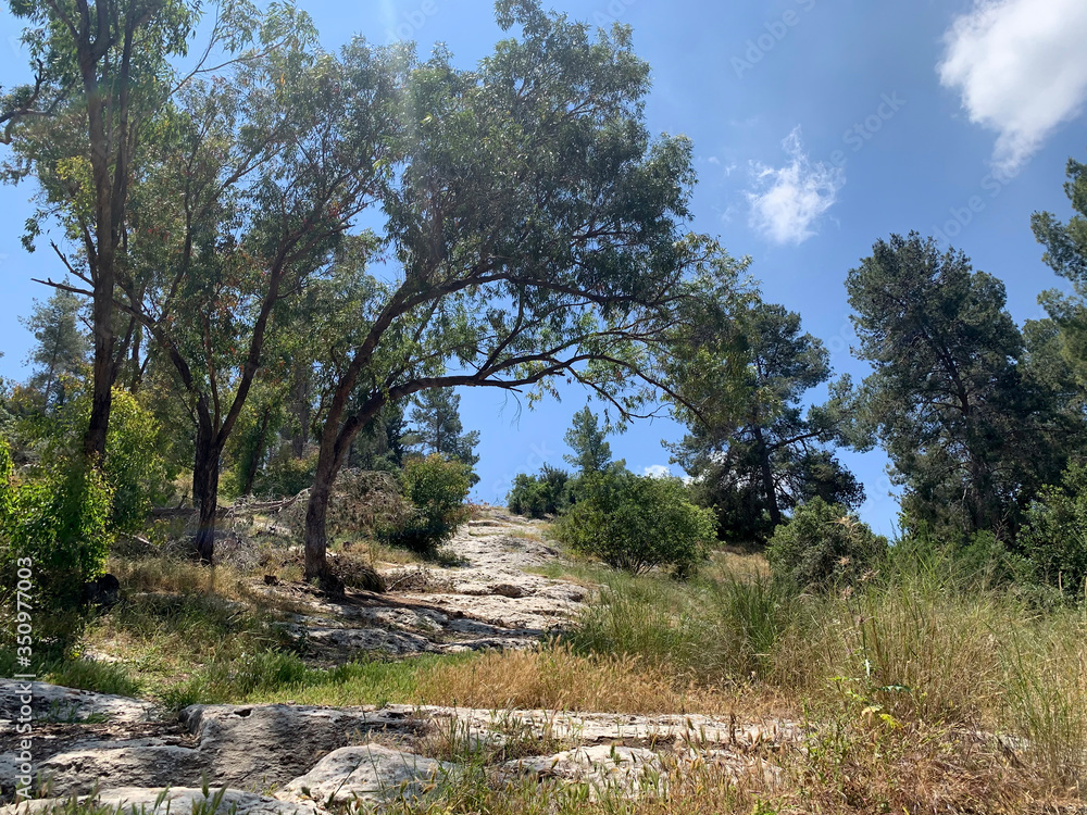 Elah Valley Slope, where David defeated Goliath Elah Valley Slope, where David defeated Goliath