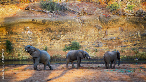 Three African bush elephants on riverbank in Kruger National park, South Africa ; Specie Loxodonta africana family of Elephantidae
