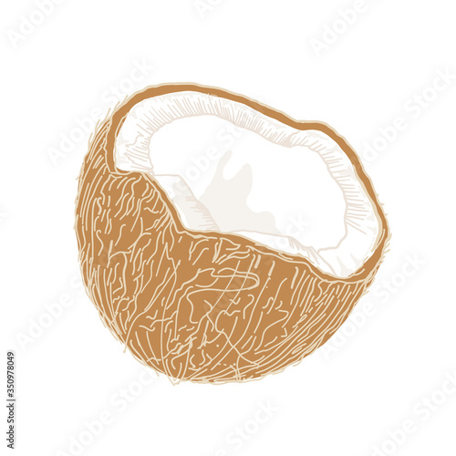 Hand-drawn nude colors coconut. Doodle style cracked half coco nut. Vector illustration isolated on white. Beige brown colors