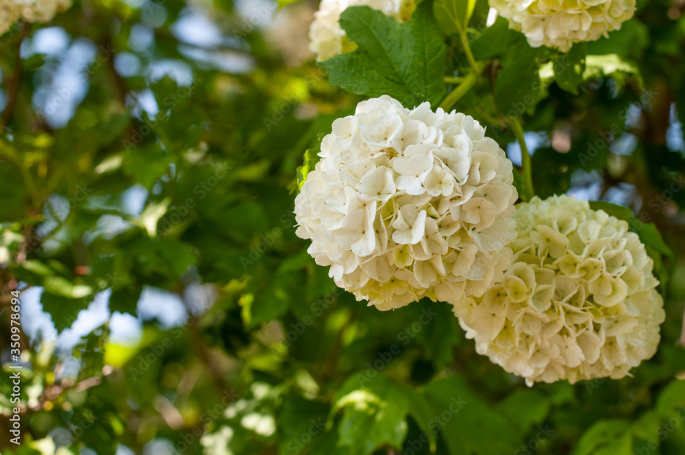 sphere shaped flowers of a hydrangea arborescens sphere shaped flowers of a hydrangea arborescens