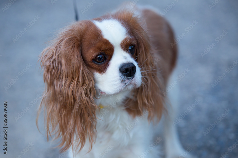 Cavalier King Charles Spaniel for a walk. Dog with a collar and a leash. The female dog. Cavalier King Charles Spaniel for a walk. Dog with a collar and a leash. The female dog.