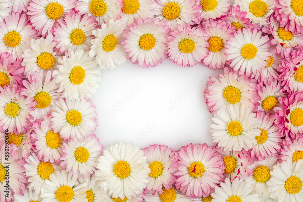 Flat lay frame border made of daisy flowers Flat lay frame border made of daisy flowers