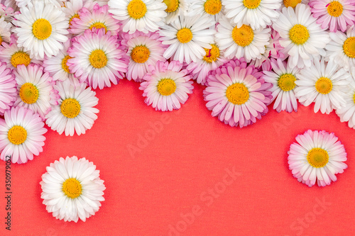 Flat lay frame border made of daisy flowers on red background