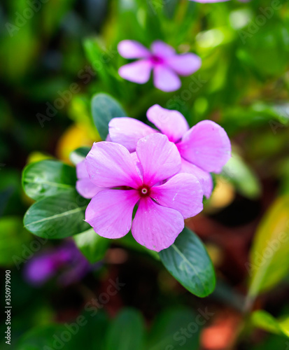 Beautiful violet flower on the nature