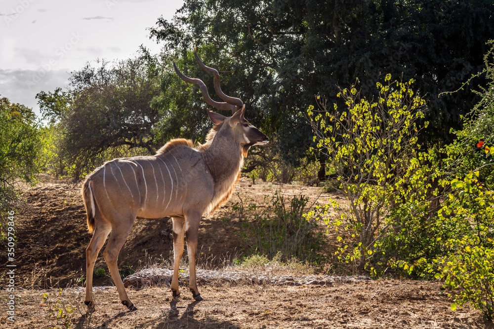 Greater kudu male in green savannah in Kruger National park, South Africa ; Specie Tragelaphus strepsiceros family of Bovidae Greater kudu male in green savannah in Kruger National park, South Africa ; Specie Tragelaphus strepsiceros family of Bovidae