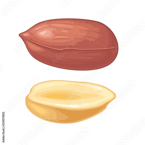 Set whole and half peanut seed. Vector color realistic icon