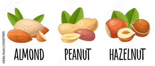Set whole and half hazelnut, peanut, almond. Vector realistic icon.