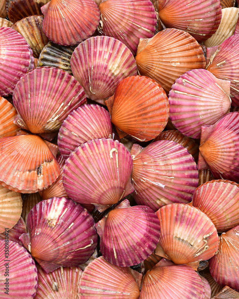 lots of scallop sea shells piled together background lots of scallop sea shells piled together background