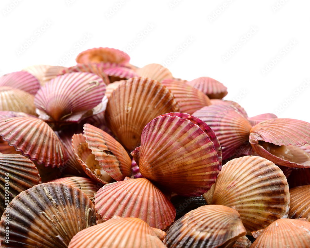 Raw scallop on white background Raw scallop on white background