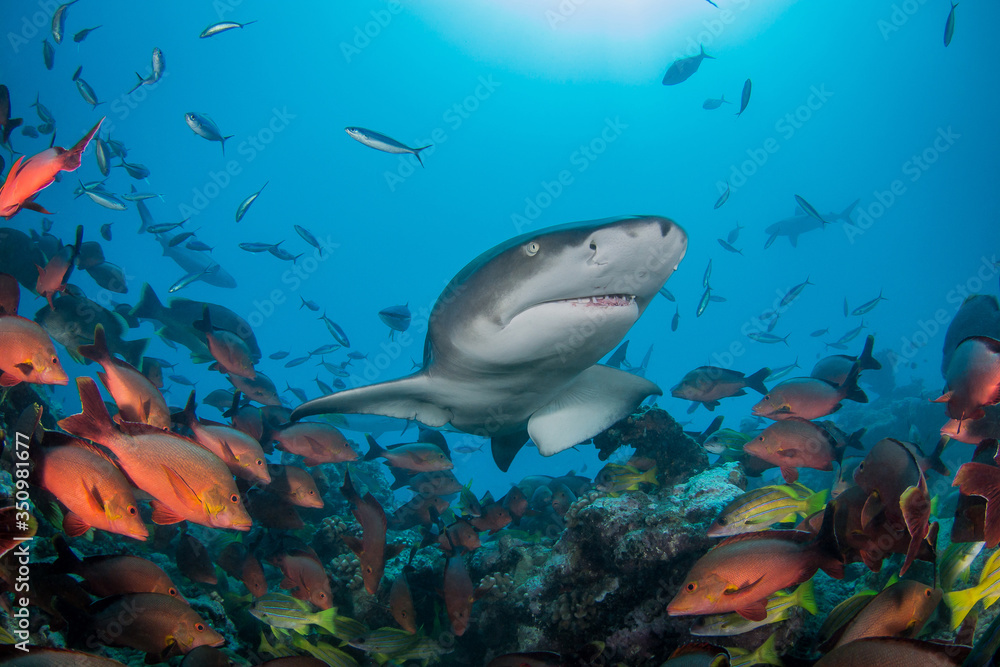 Fototapeta premium lemon shark
