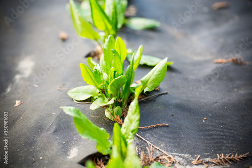 green fresh sorrel grows in agrofiber outdoors photo