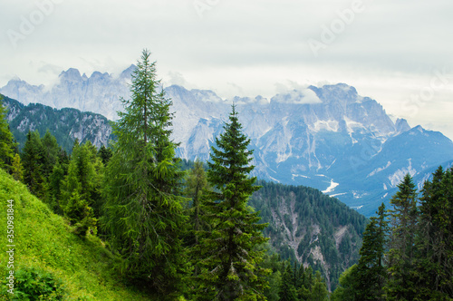 Old pine trees on a background of alpine mountains.