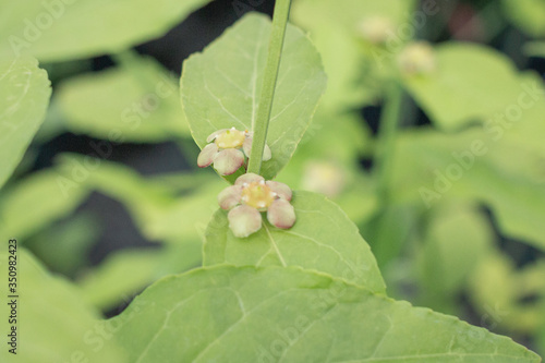 Wallpaper Mural Euonymus 'Hearts a Bustin' Torontodigital.ca