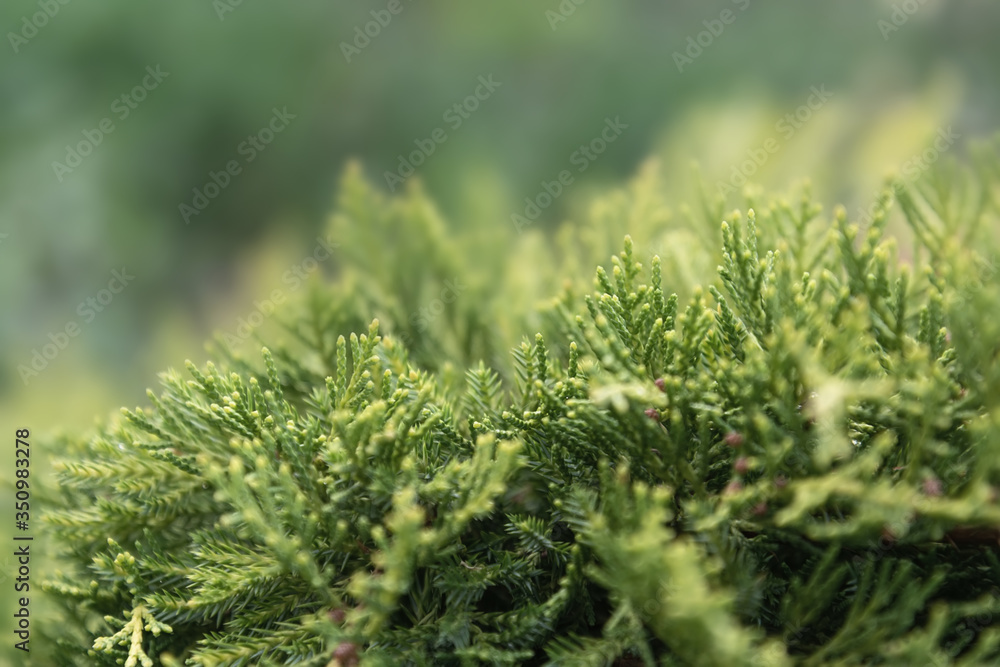 Close-up view of a young branch of a thuja bush. Close-up view of a young branch of a thuja bush.