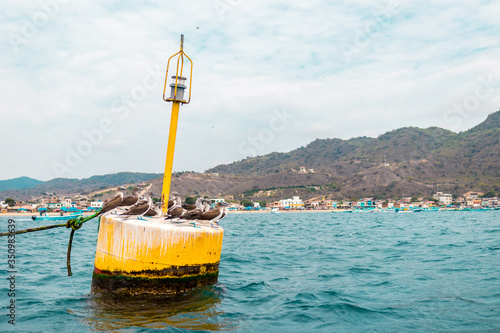 Piqueros en Puerto López, Ecuador photo