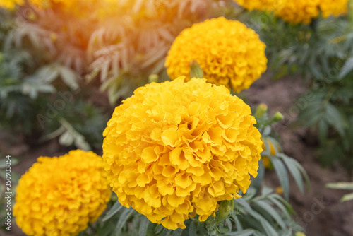 Marigold in bloom  Orange yellow bunch of flowers with green leaves..