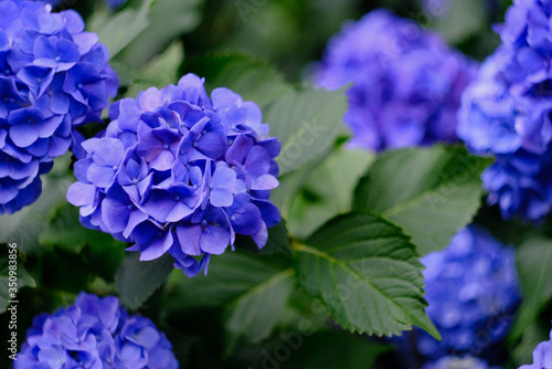 blue hydrangea flowers