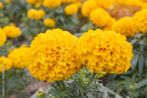 Marigold in bloom, Orange yellow bunch of flowers with green leaves..
