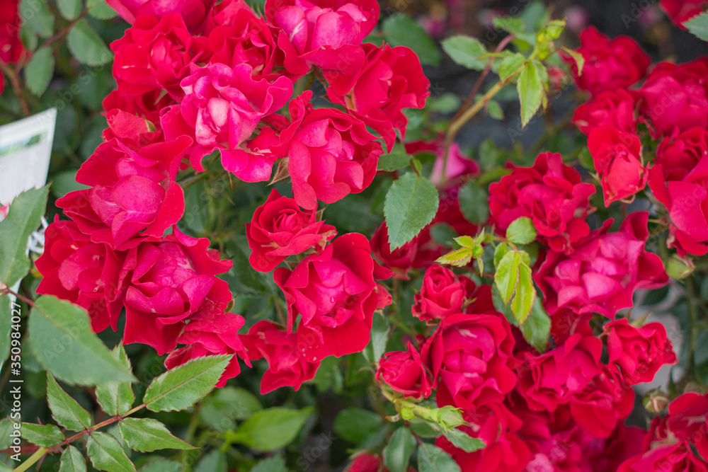 Rose Rose