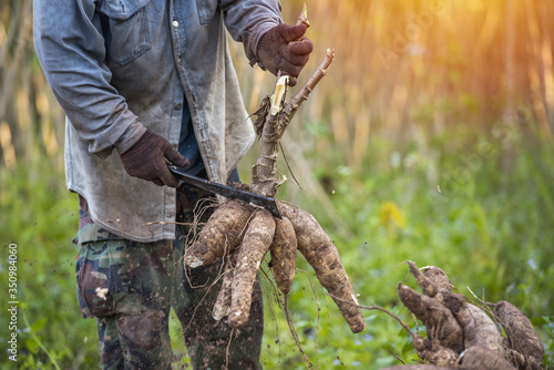 Agriculture is harvesting tapioca from cassava farms. © venusvi