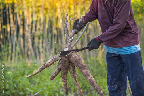 Agriculture is harvesting tapioca from cassava farms.