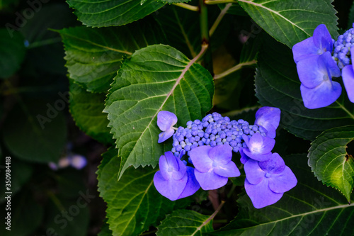 blue hydrangea and leaves
