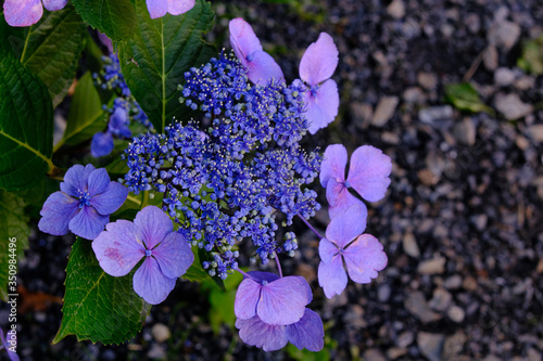 blue hydrangea
