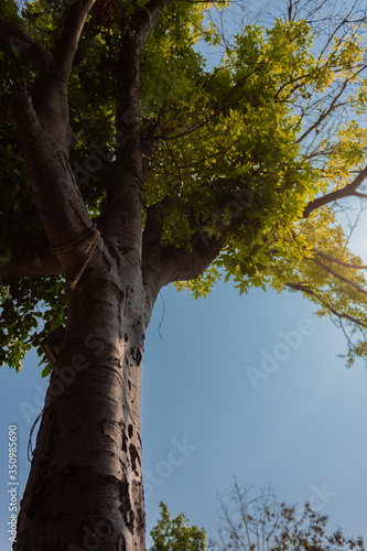 árbol tropical natural visto desde abajo y con follaje verde