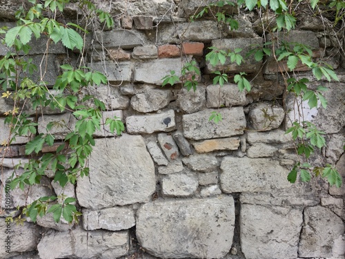 An old wall made of large and small gray stones. Hanging plants with green leaves.