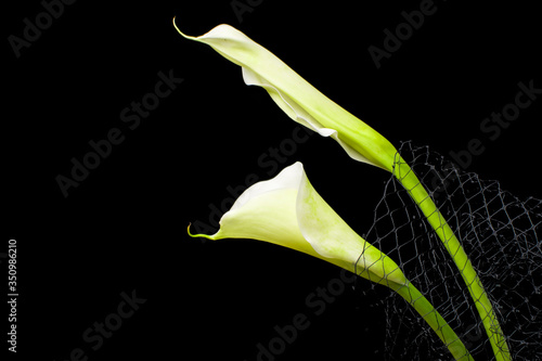 white calla lily  flowers on black background photo