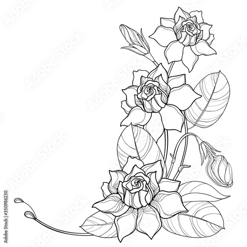 Corner bouquet with outline Gardenia flower, bud and ornate leaf in black isolated on white background. 
