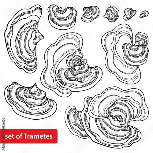 Set with outline Trametes or Coriolus versicolor or Turkey tail mushroom in black isolated on white background.