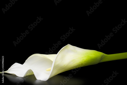 white calla lily  flowers on black background photo