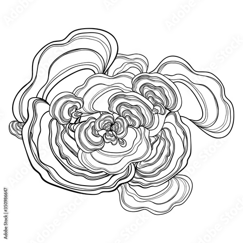 Bunch with outline Trametes or Coriolus versicolor or Turkey tail mushroom in black isolated on white background.