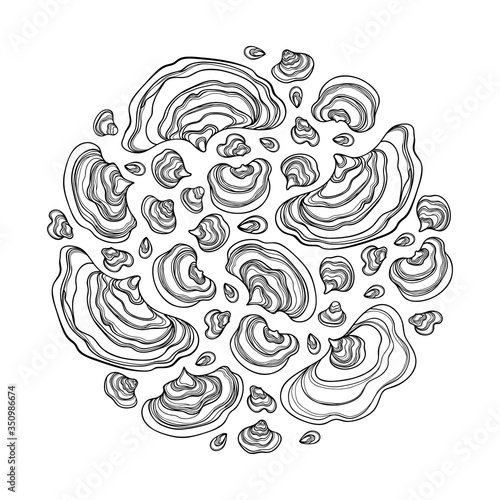Round bunch with outline Trametes or Coriolus versicolor or Turkey tail mushroom in black isolated on white background. 