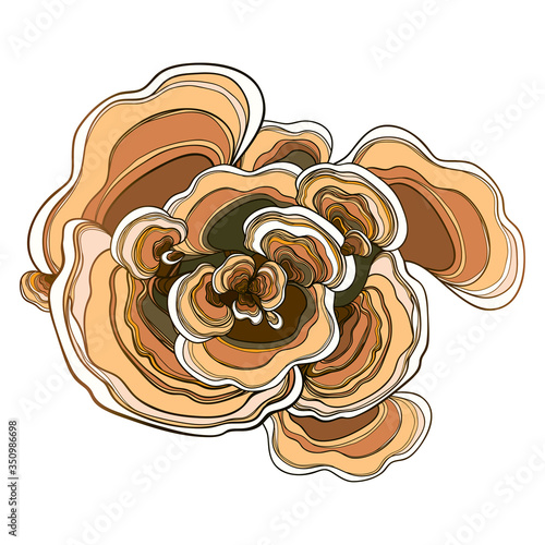 Bunch with outline Trametes or Coriolus versicolor or ornate Turkey tail mushroom in brown and beige isolated on white background.
