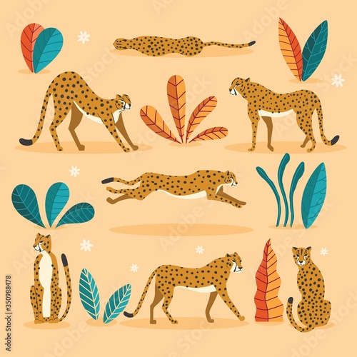 Collection of cute hand drawn cheetahs on pink background, standing, stretching, running and walking with exotic plants. Flat vector illustration © bluelela