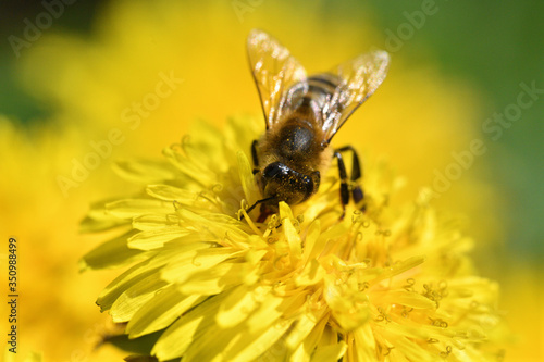 Honey bee flies on blooming dandelion and collecting pollen macro