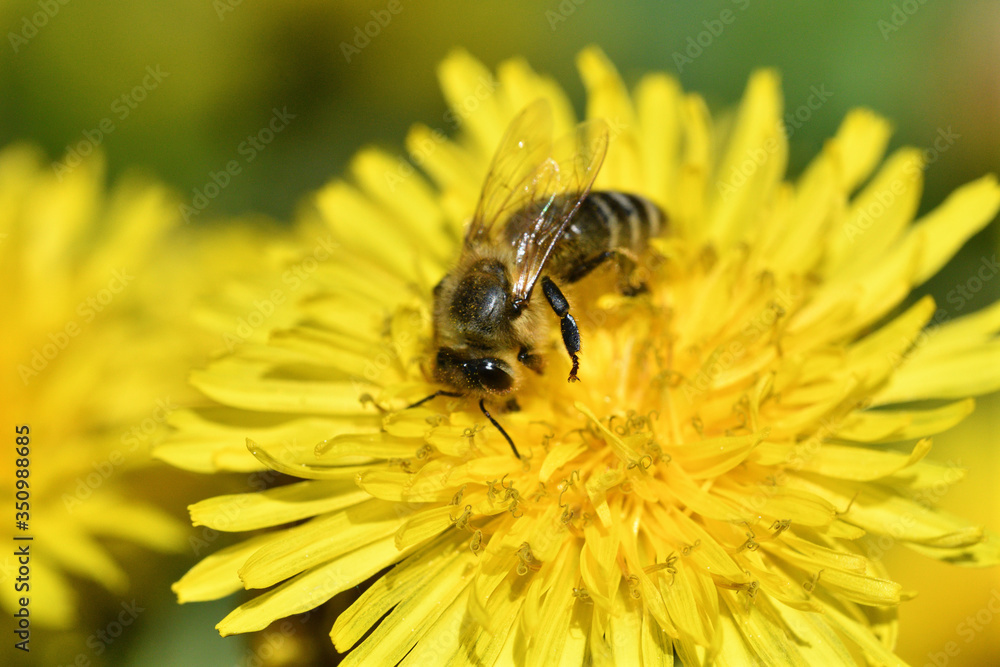 Bee collects pollen from a yellow flowering dandelion Bee collects pollen from a yellow flowering dandelion