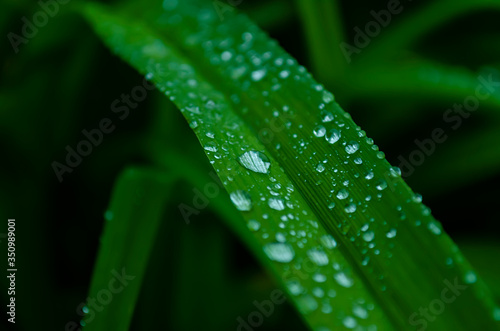 Iris leaf with water drops