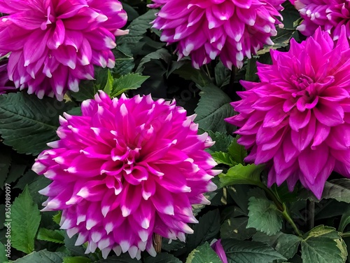 pink dahlia flower