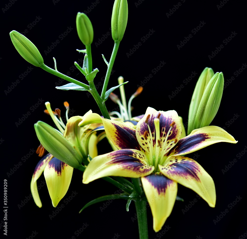 Obraz premium lily flower isolated on black