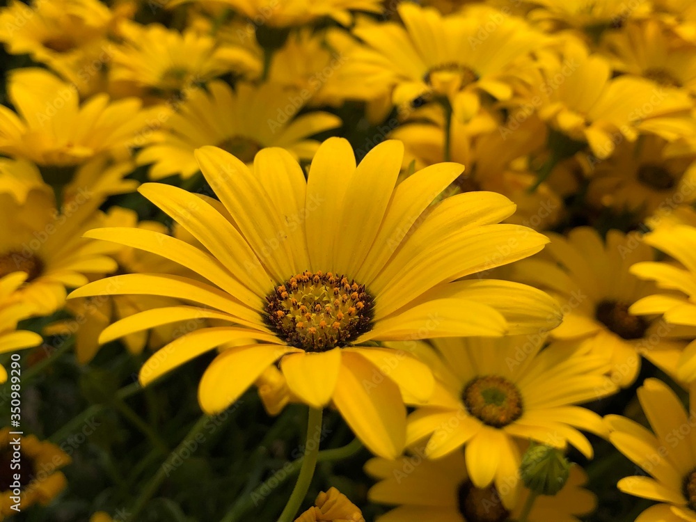 yellow chrysanthemum flowers macro photography valley of flowers Uttarakhand yellow chrysanthemum flowers macro photography valley of flowers Uttarakhand