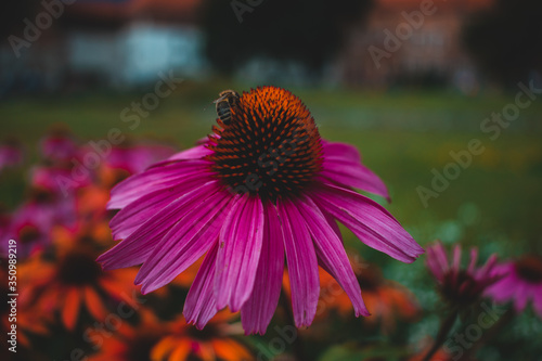 bee sits on echinacea