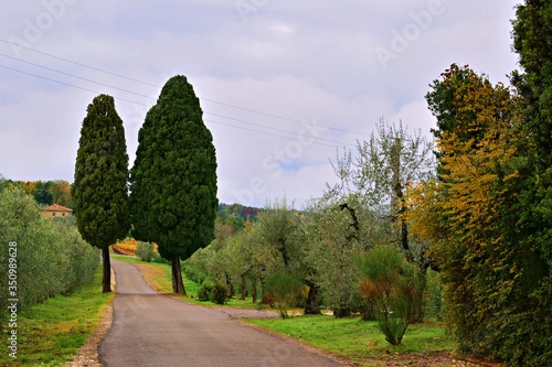 caratteristica strada di campagna toscana con cipressi e alberi di ulivo nel comune di Greve in Chianti in provincia di Firenze in Italia