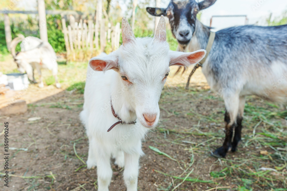Cute young baby goat relaxing in ranch farm in summer day. Domestic goats grazing in pasture and chewing, countryside background. Goat in natural eco farm growing to give milk and cheese. Cute young baby goat relaxing in ranch farm in summer day. Domestic goats grazing in pasture and chewing, countryside background. Goat in natural eco farm growing to give milk and cheese.