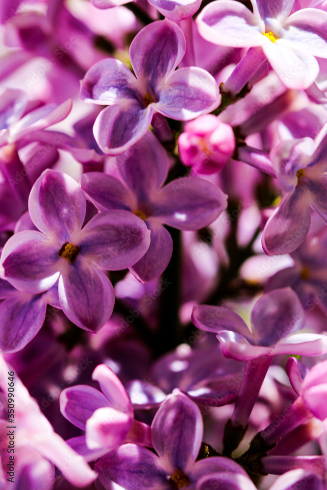 Wild Common Lilac flowers also known as Syringa vulgaris tree blossom blooming in spring. Wild Common Lilac flowers also known as Syringa vulgaris tree blossom blooming in spring.
